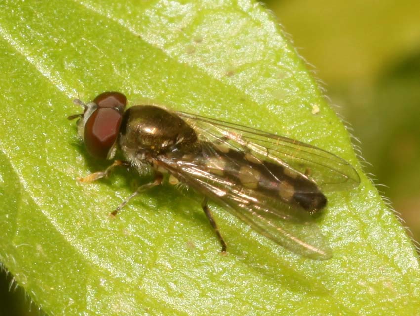 Platycheirus scutatus ♀ e ♂ (Syrphidae)